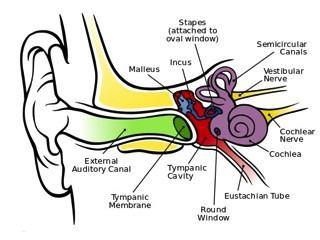 How your inner ear can influence your emotions