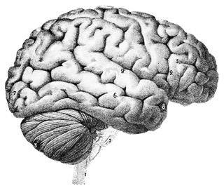 Parkinson's vs. Parkinsonianism - SDBrainCenter