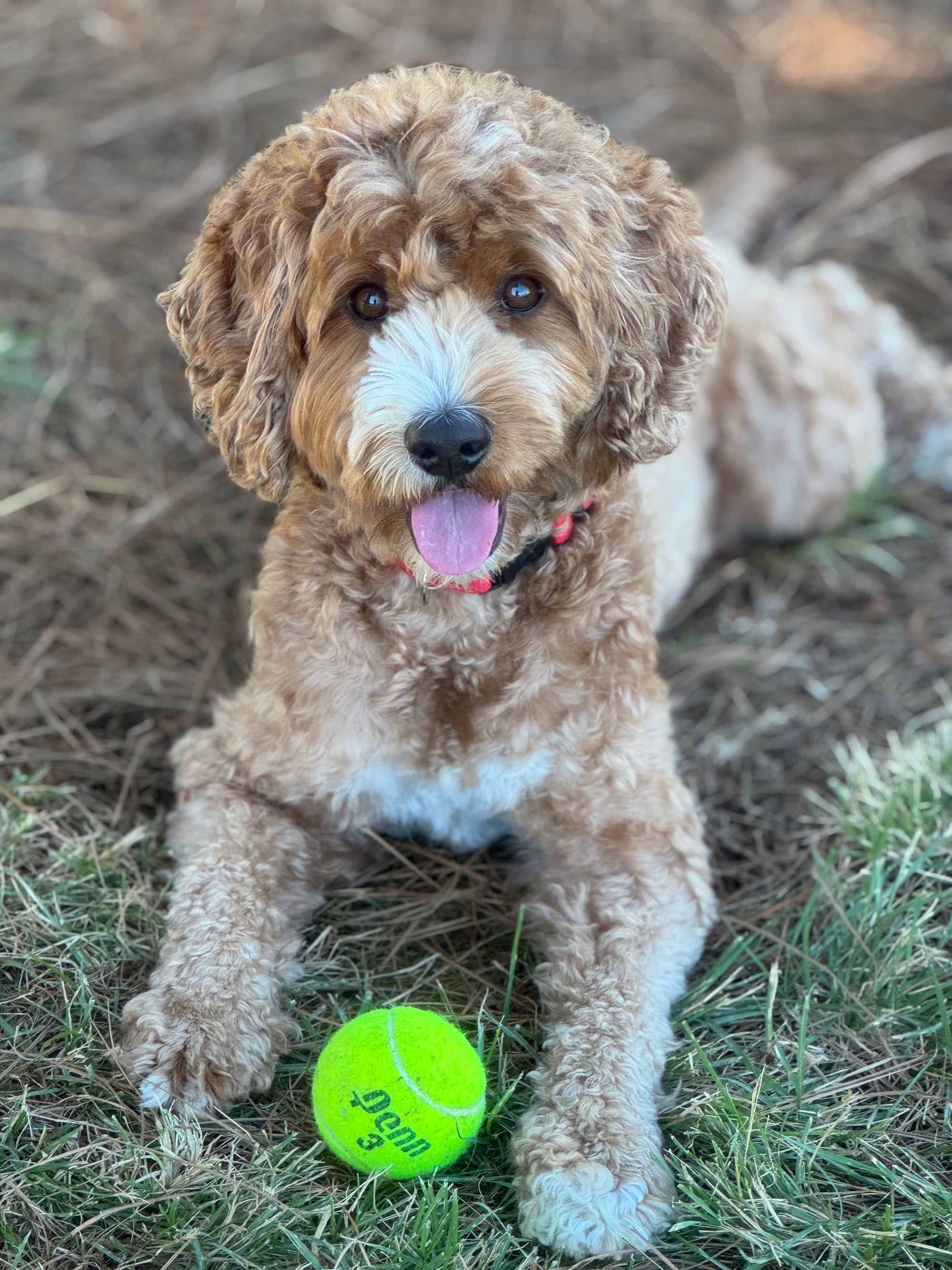 Curly-haired dog with a pink collar laying on grass next to a bright tennis ball