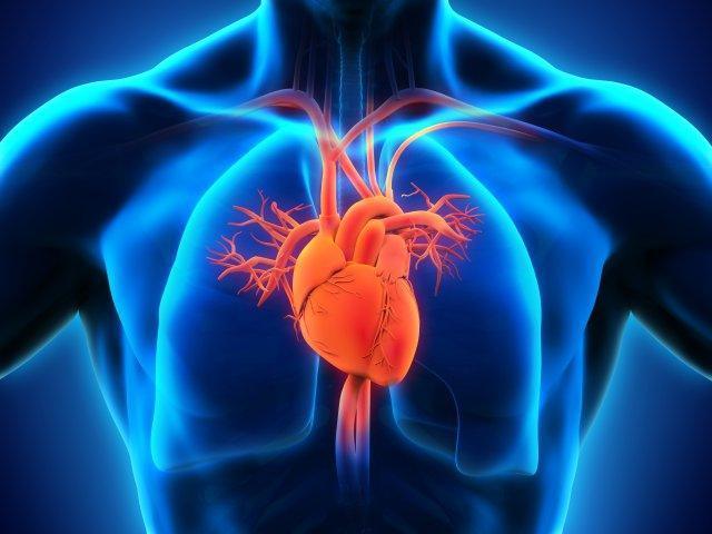 3D illustration of human chest with detailed heart and blood vessels, cardiovascular health concept